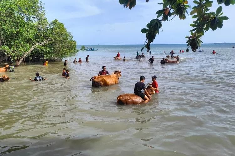 Tradisi Rasol, memandikan sapi di laut yang dilakukan di Pulau Bawean. (Suaramerdeka/Akmalul Azmi)