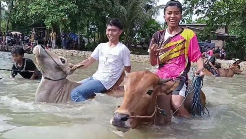 Kaum laki-laki berperan sebagai pihak yang memandikan sapi di laut dalam tradisi Rasol. (YouTube/MediaBawean)