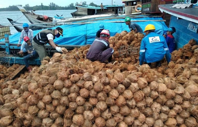 Ekspor kelapa yang berlebihan dituding jadi salah satu penyebab harga santan terus naik. (Dok Karantina Tanjung Pinang)