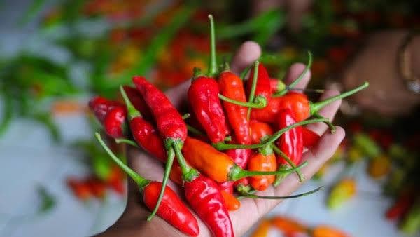 Cabai rawit merah mengalami lonjakan harga paling tinggi. (via Detik)