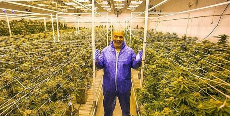Ladang ganja Mike Tyson (Instagram/Tysonranch)