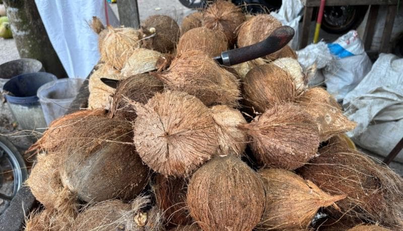 Harga kelapa dan santan semakin mahal. (RRI/Analia Widi)