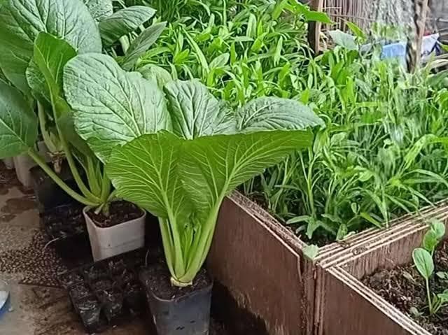 Jika perang benar-benar terjadi, harga pangan bakal melonjak sehingga menanamnya sendiri bisa jadi solusi. (RRI)&nbsp;