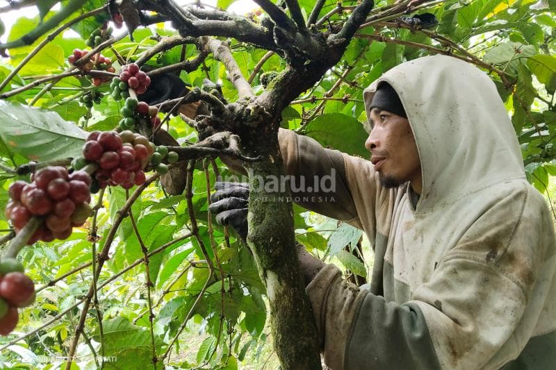 Petani kopi di Dukuh Lempuyang, Desa Surjo, Kecamatan Bawang, Kabupaten Batang sedang memasuki panen kopi.