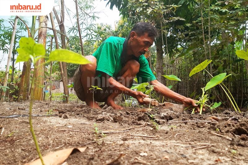 Menanam kembali sisa sayuran yang dikonsumsi bisa mengisi waktu luangmu! (Inibaru.id/ Julia Dewi Krismayani)