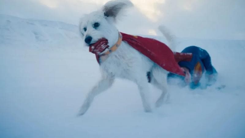 Krypto tatkala menarik tubuh Superman. (Warner Bros/DC Studios)