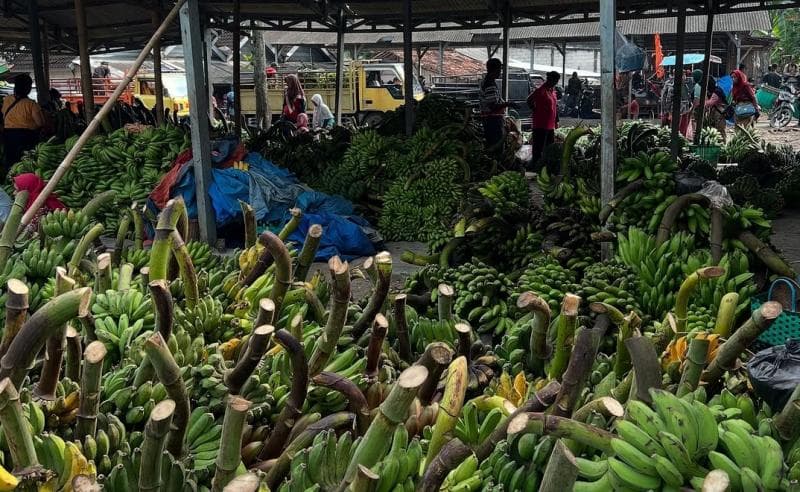 Ratusan tundun pisang bisa kamu temukan di Pasar Pisang Juwangi. (IG/Sowanboyolali)