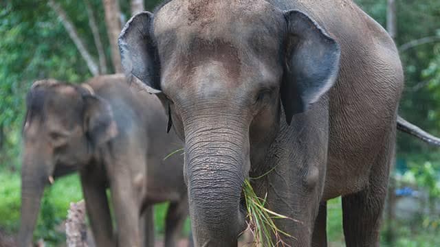 Perubahan iklim membuat gajah kehilangan habitat sehingga merambah permukiman untuk mencari makan. (via Animalium) 