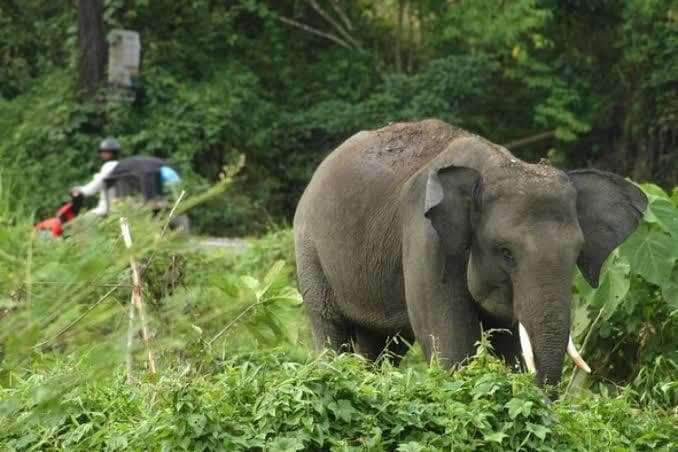 Diprediksi gajah Sumatra Selatan hanya tinggal 100 ekor. (Antara)&nbsp;