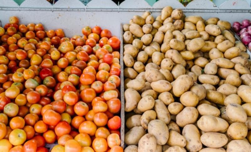 Hasil kombinasi unik antara tomat dengan etuberosum menjadi akar dari evolusi kentang. (Freepik)