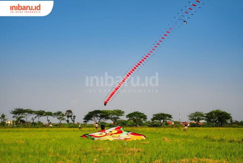 Beragam layang-layang diterbangkan di area persawahan yang mengering di Desa Tigajuru ini. (Inibaru.id/ Alfia Ainun Nikmah)