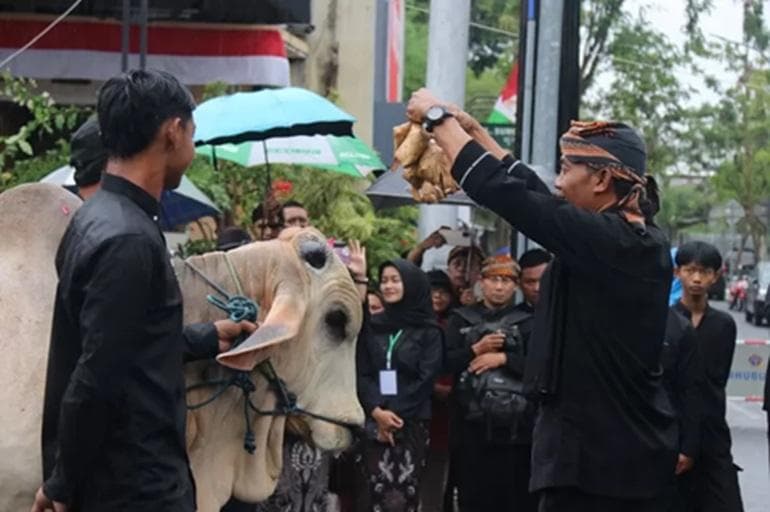Tradisi Ngalungi Sapi di Blora, Jawa Tengah. (Dok HAKI)