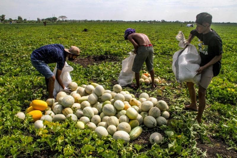 Ilustrasi: Nebas hasil panen. (Mongabay/Falahi Mubarok)