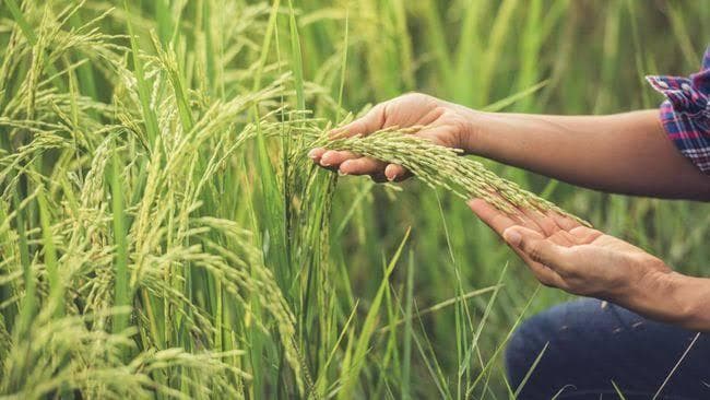 Pekalongan berhasil memanfaatkan tanah bekas rob menjadi sawah produktif. (Freepik) 