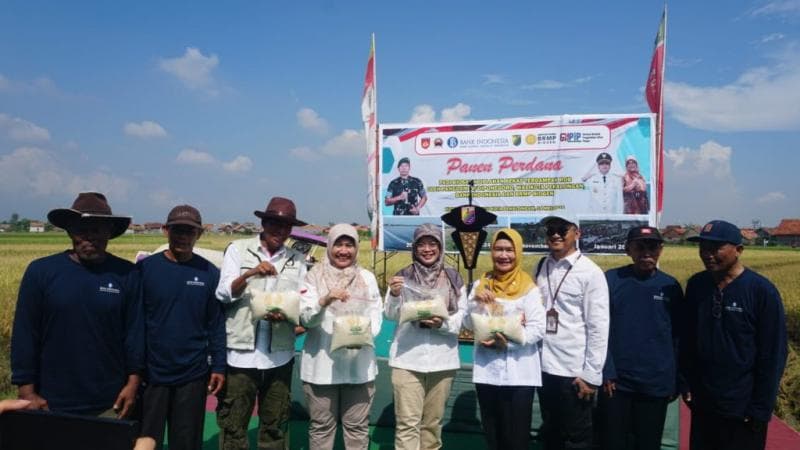 Padi yang ditanam berjenis Biosalin. Varietas ini tahan air asin. (Humas Jateng)&nbsp;