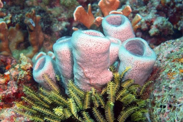 Spons laut menyimpan potensi obat antikanker. (The Daily ECO)