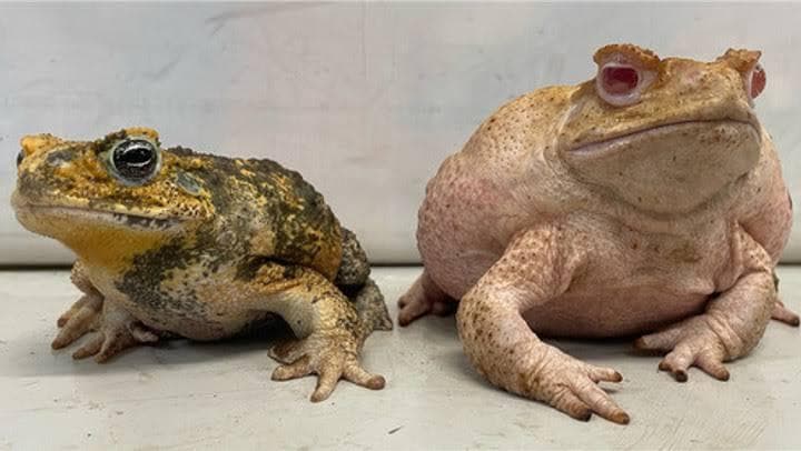 Katak Albino Hasil Rekayasa Genetik, Ilmuwan Bongkar Fakta Mengejutkan