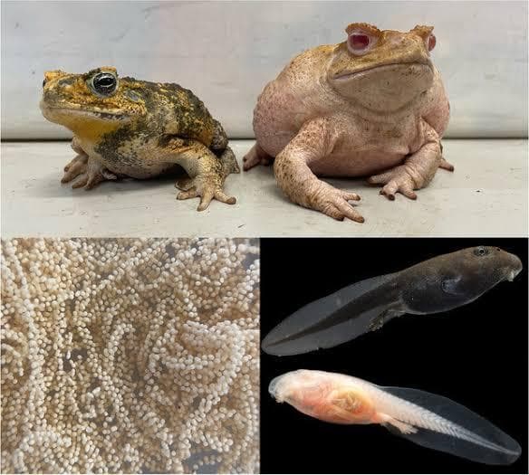 Katak albino sulit bertahan hidup. (Etienne Littlefair via Proceedings of the Royal Society B: Biological Sciences)