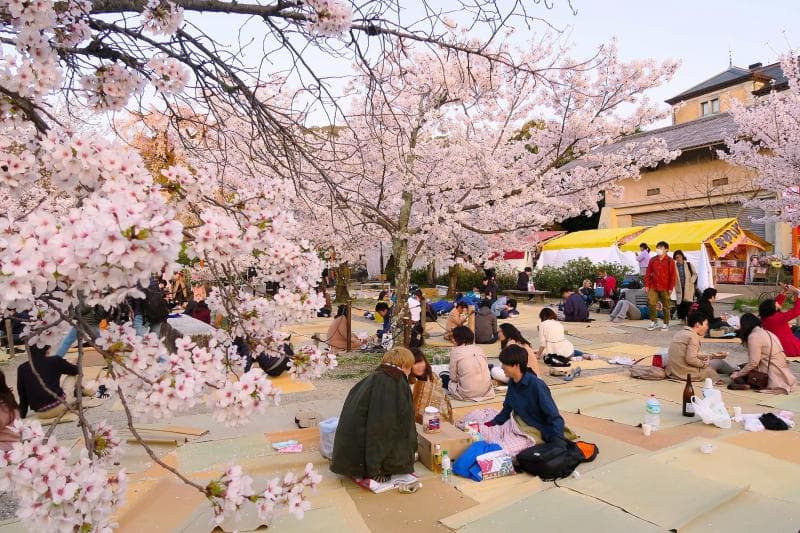 Sayangnya, musim sakura jadi musim di mana harga-harga di Jepang paling mahal. (Gaijinpot/Lucio Maurizi)