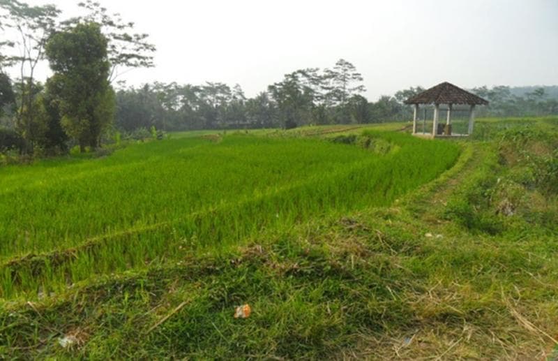 Bangunan yang melindungi Prasasti Kepokoh. (Harryprayoga6)
