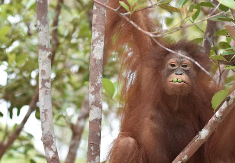 Pola Diet Orangutan untuk Bertahan Hidup pada Situasi Krisis