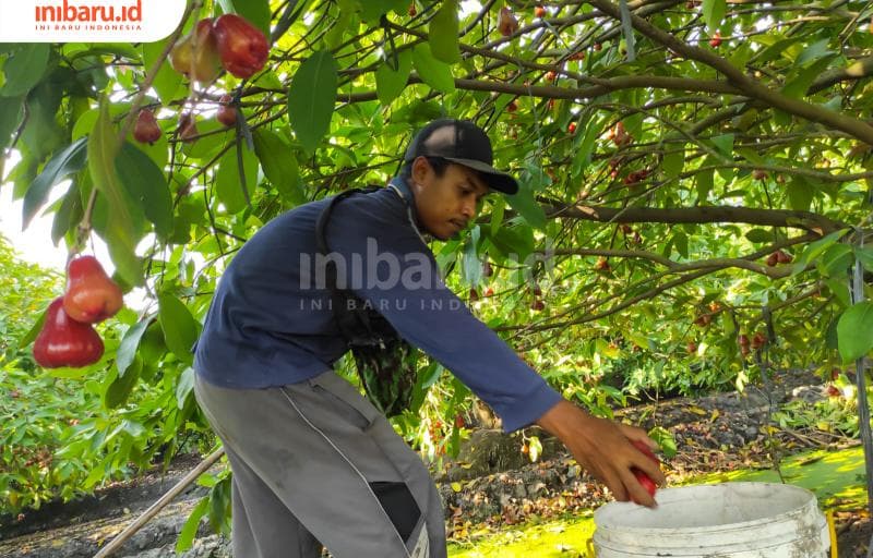 Panen jambu air di Desa Weding, Kecamatan Bonang, Kabupaten Demak. (Inibaru.id/ Sekarwati)