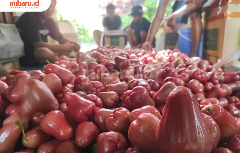 Jambu air yang sudah dipanen siap dikirim ke Jakarta.
