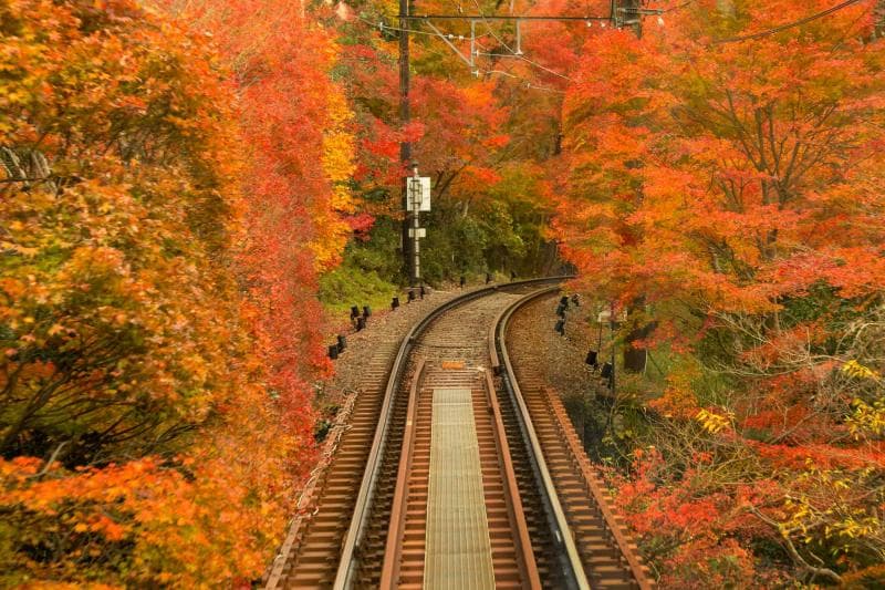 Momiji Tunnel di Kyoto. (Thegate12)