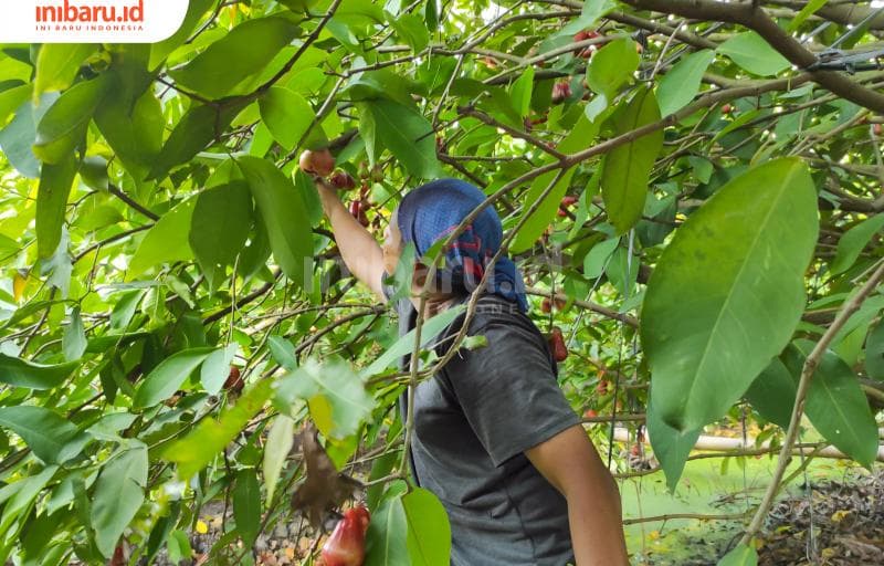 Proses panen jambu air di Desa Weding, Kecamatan Bonang, Demak. (Inibaru.id/ Sekarwati)