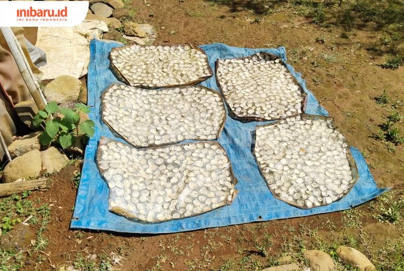 Tahap akhir pembuatan emping melinjo dengan cara menjemurnya di bawah terik matahari. (Inibaru.id/ Sekarwati)