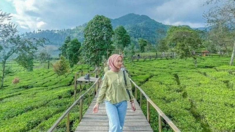 Kamu bakal mendapati pemandangan indah sekaligus bisa belajar mengenai teh. (via Tribunnews)