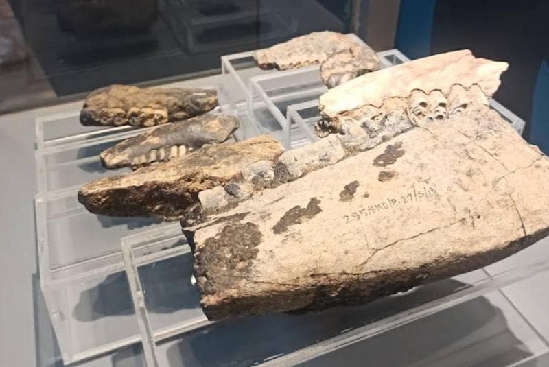 Benda purbakala di Museum Semedo Tegal. (Jaso Jangan Soto)