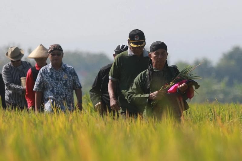 Tradisi methil saat panen padi di Sragen, Jawa Tengah. (Radarmadiun/Bagus Rahadi)