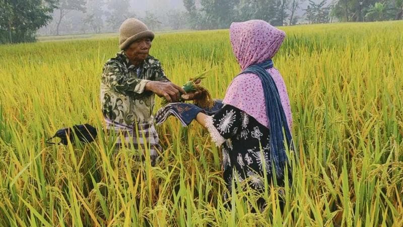 Tradisi methil diyakini bisa meningkatkan hasil panen di kemudian hari. (Joglosemarnews/Wardoyo)