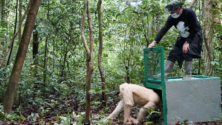 Momen Alba dilepasliarkan pada 2018 usai menjalani rehabilitasi. (Tempo)