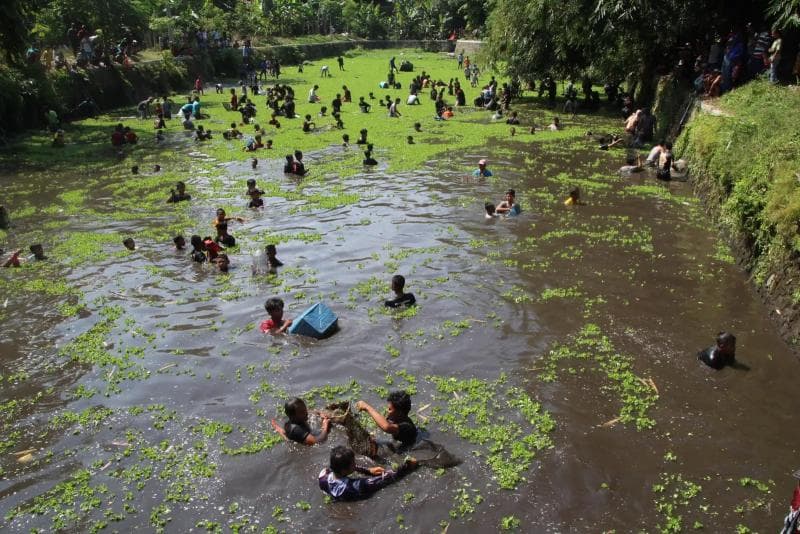 Warga Desa Demakijo berburu ikan di Sumber Cueran dalam tradisi Buka Teteg. (Espos/Taufik Sidik Prakoso)