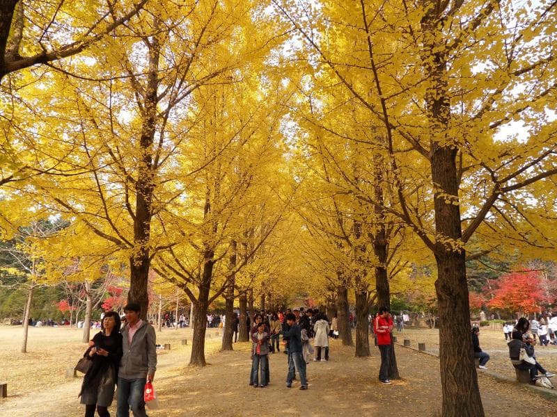 Terdapat banyak promo wisata murah di Korea selama musim gugur. (Cheriatravel)