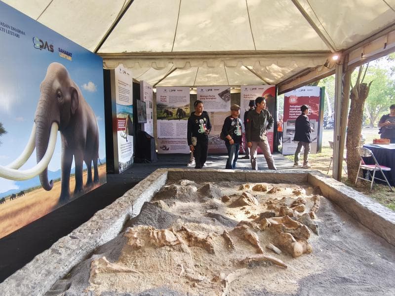 Fosil gajah purba berusia 800 ribu tahun dari Formasi Slumprit jadi sorotan utama pameran pop-up di Situs Purbakala Patiayam, Jekulo, Kudus. (Inibaru.id/ Anam)