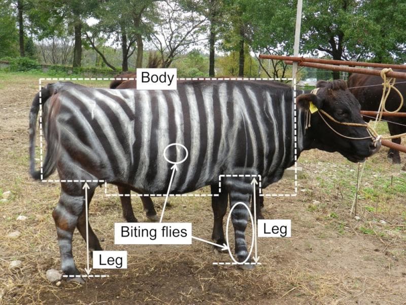 Cegah Serangan Lalat, Sapi di Jepang Dicat Seperti Zebra
