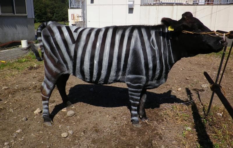 Karena dicat seperti zebra, sapi-sapi di Jepang nggak mudah terkena serangan lalat. (SCMP)