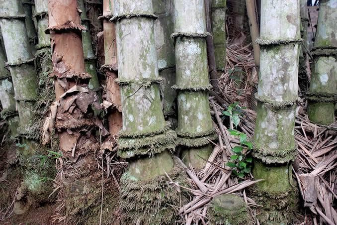 Pring petung mengandung filosofi agar manusia tetap tenang saat&nbsp; hidup terasa suwung alias kosong dan tanpa arah. (via Mongabay)