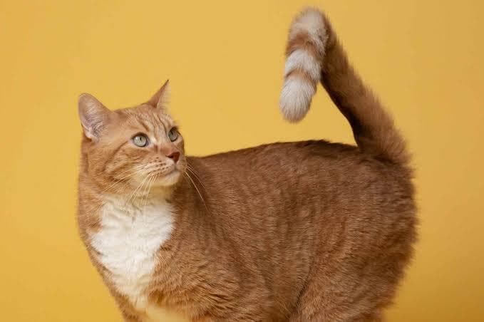 Sebagian masyarakat Jawa masih percaya ekor kucing punya makna tertentu. (via Dokter Hewan) 