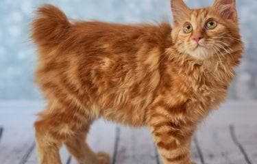 Berdasarkan Serat Ngalamating Kucing, ekor pendek berarti membawa keberuntungan. (Shutterstock)&nbsp;