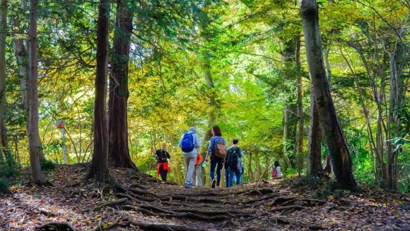 Pendakian Gunung Takao jadi salah satu highlight di komik Yotsuba seri ke-16. (Lonely Planet/Kyle Gillis)