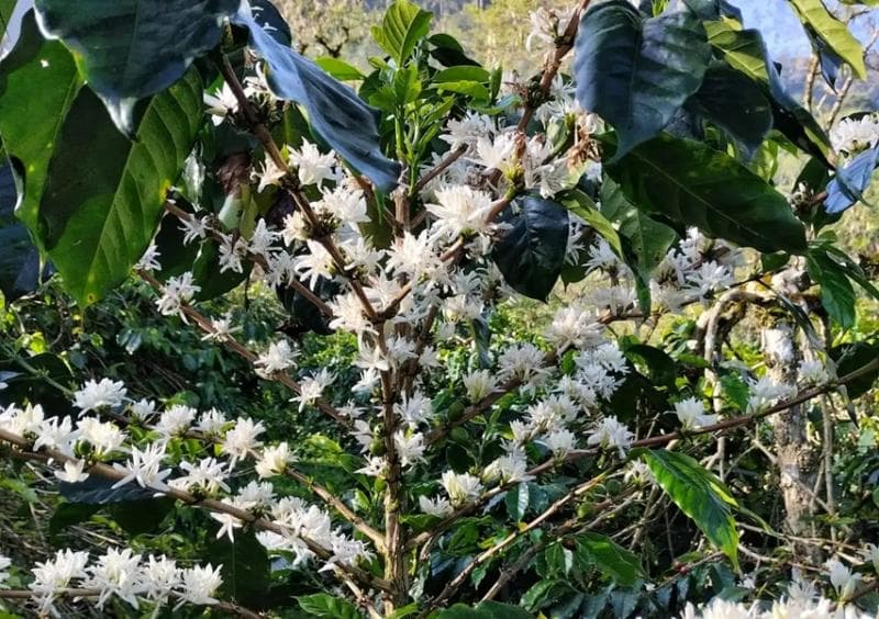 Di Pati, Kamu Bisa Mencicipi Teh Bunga Kopi!