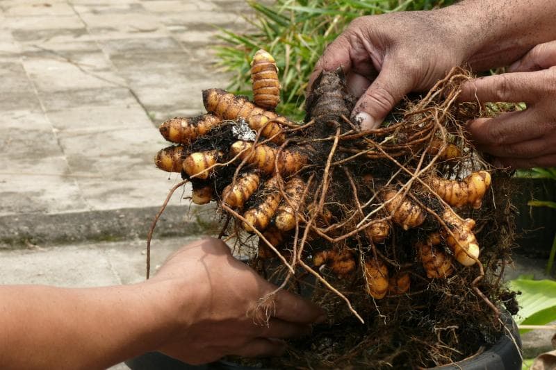 Kunyit menjadi salah satu komoditas yang berpotensi menjadi produk bernilai jual tinggi jika penolahannya bisa dilakukan di dalam negeri. (Kebunsatwapiak)