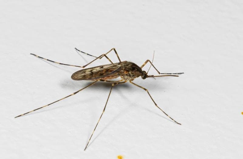 Nyamuk ditemukan di Islandia yang dikenal punya iklim sangat dingin. (Icelandmonitor/Björn Hjaltason)