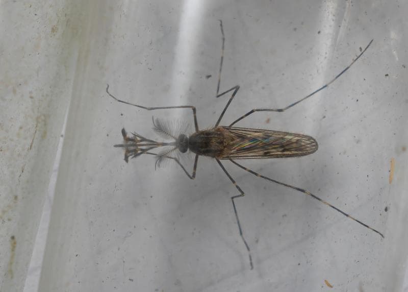 Sejumlah pihak menduga adanya nyamuk di Islandia disebabkan oleh perubahan iklim atau pemanasan global.&nbsp;(Icelandmonitor/Björn Hjaltason)