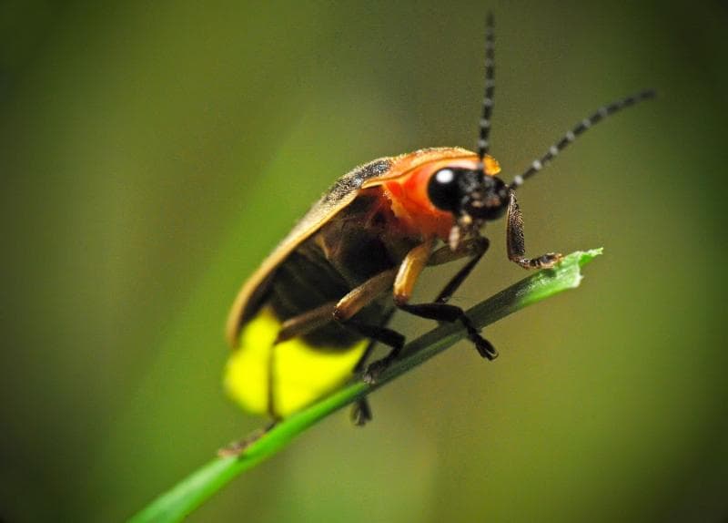 Polusi cahaya, insektisida, hingga hilangnya habitat bikin kunang-kunang semakin langka. (Getty Images/James Jordan)