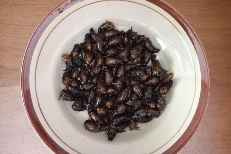 Gurihnya Puthul, Kuliner Ekstrem Gunungkidul yang Kaya Protein